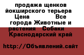 продажа щенков йокширского терьера › Цена ­ 25 000 - Все города Животные и растения » Собаки   . Краснодарский край